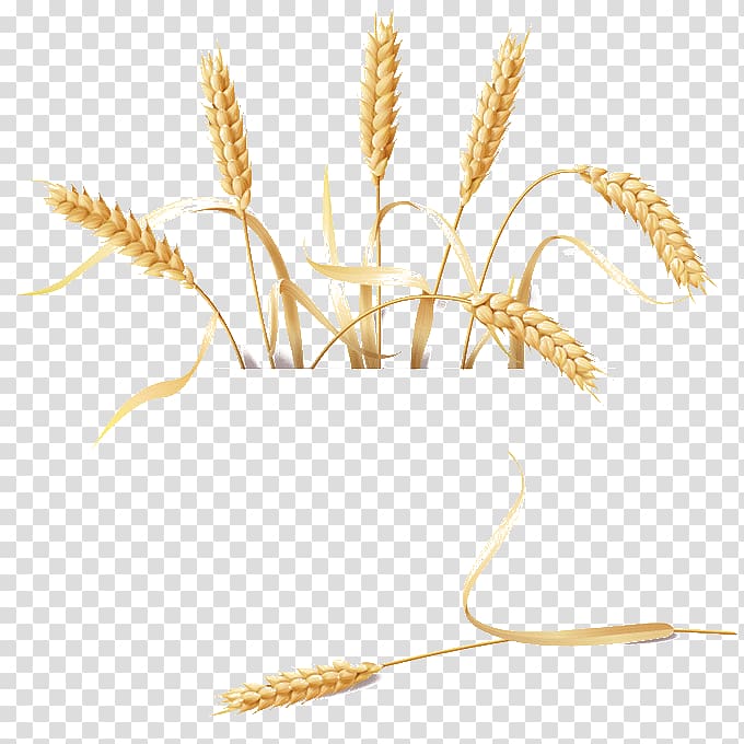 wheat grain illustration, Golden Retriever Barley Wheat, barley transparent background PNG clipart