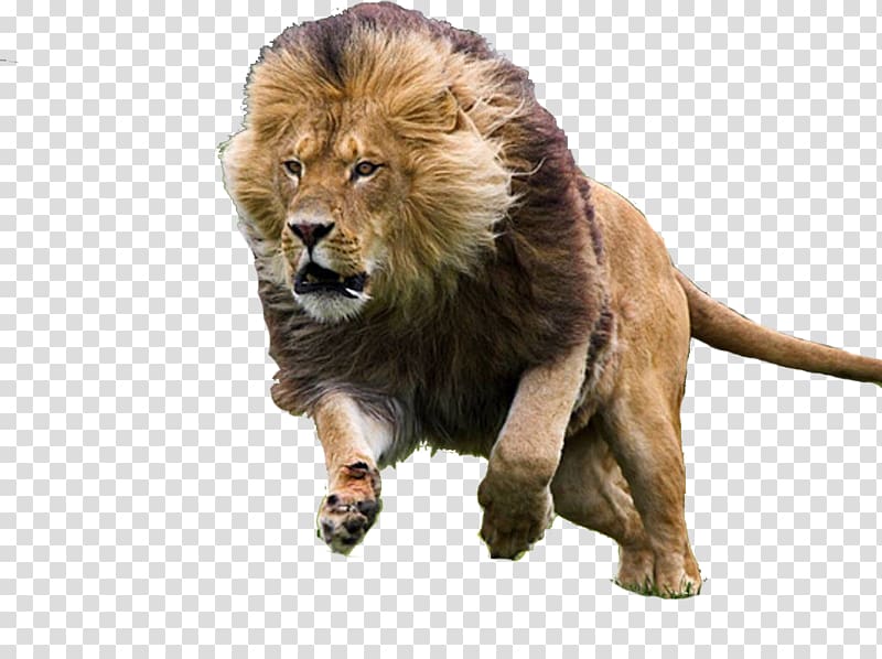 Big cat Felidae Asiatic lion Black panther, Cat transparent background PNG clipart