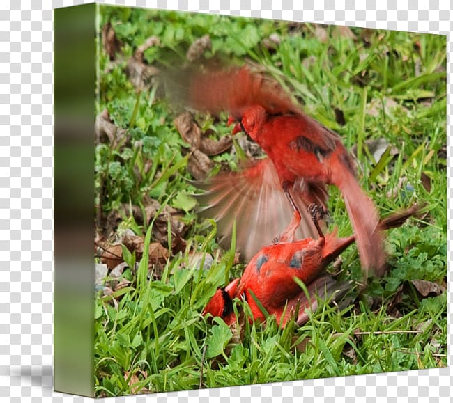 Ecosystem Fauna Wildlife Beak, Cardinal Mark transparent background PNG clipart