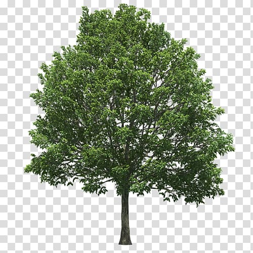 State tree Oak Schinus terebinthifolia Plant, tree transparent background PNG clipart