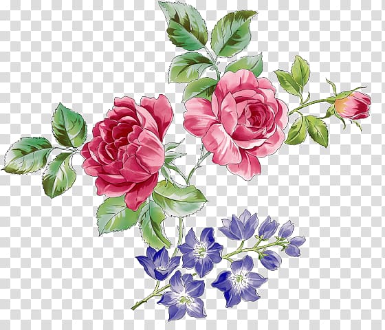 Beach rose Flower Drawing , flower transparent background PNG clipart
