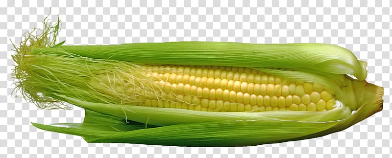 Corn on the cob Maize Vegetable Food, Corn transparent background PNG clipart