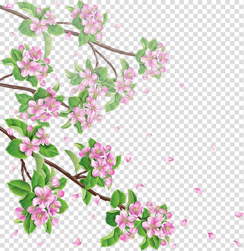 Cherry blossom Apple Branch , Cherry blossoms transparent background PNG clipart