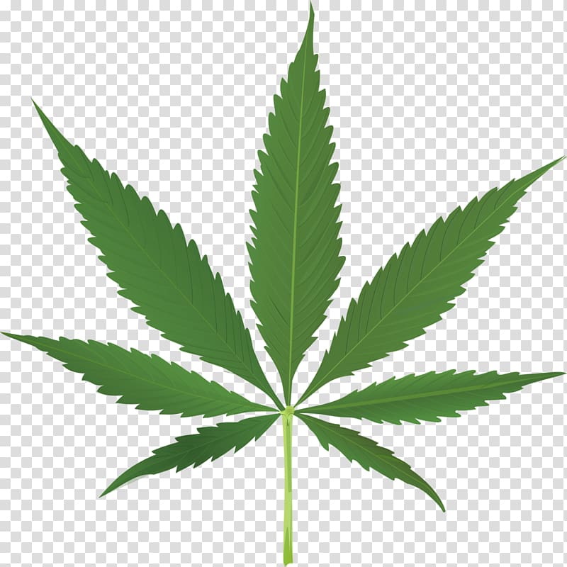 Medical cannabis Legality of cannabis Legalization Australia, pot leaf transparent background PNG clipart