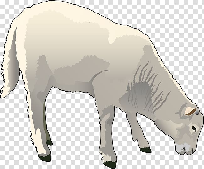 Sheep–goat hybrid Sheep–goat hybrid , sheep transparent background PNG clipart