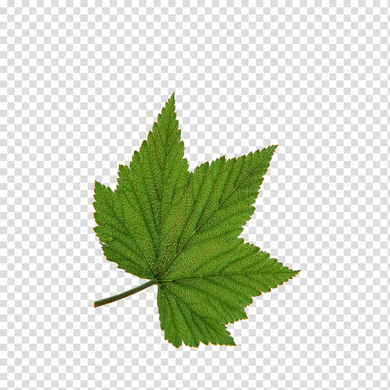 Leaf Green Tree Red, Maple Leaf transparent background PNG clipart