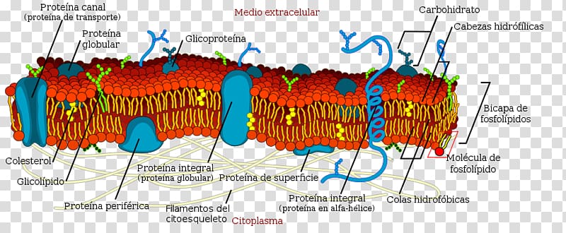 Cell membrane Biological membrane Biology, Membrana Cell transparent background PNG clipart