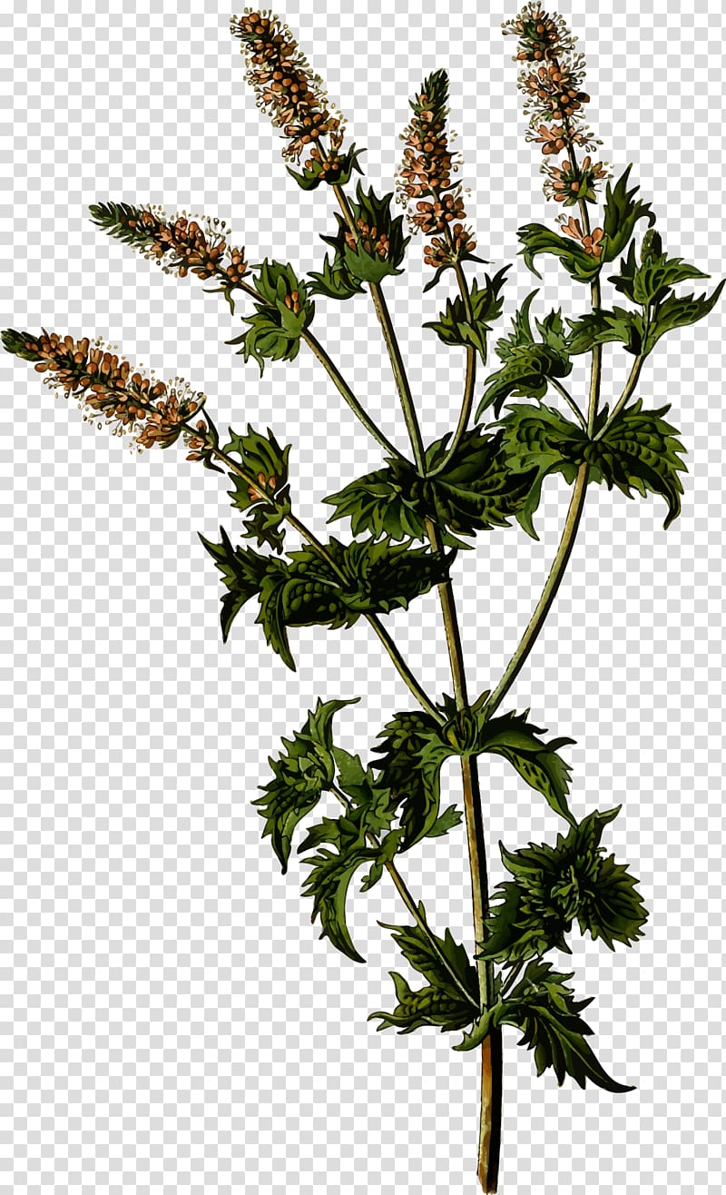 Mentha spicata Apple Mint Water Mint Peppermint Mentha arvensis, mint flowers transparent background PNG clipart