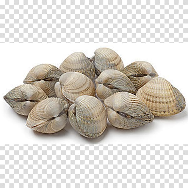 Clam Cockle Shellfish Seafood Mussel, others transparent background PNG clipart