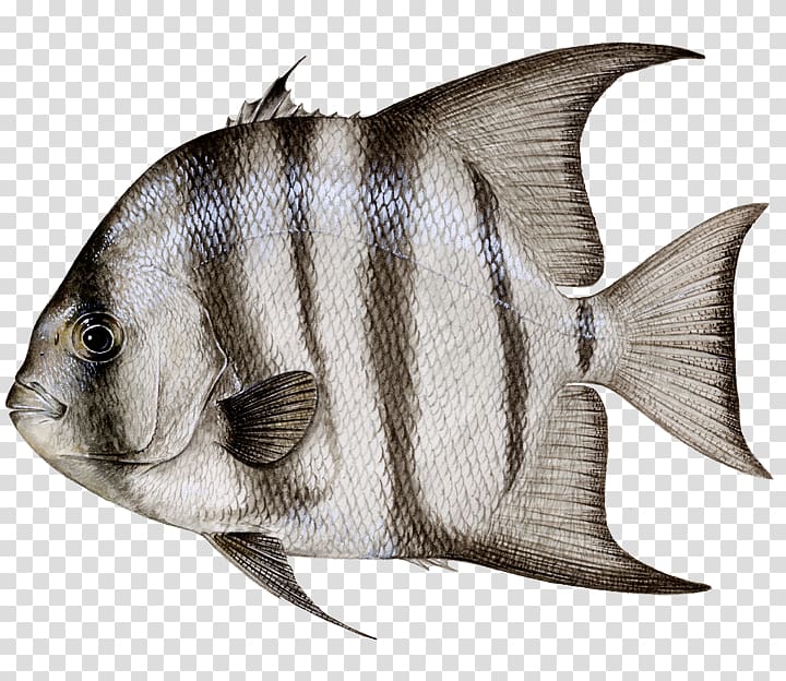 Atlantic spadefish Ephippidae Atlantic bonito Northern red snapper Black drum, dead fish transparent background PNG clipart