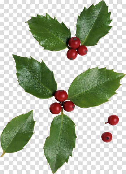 Cranberry Holly Aronia, клюква transparent background PNG clipart