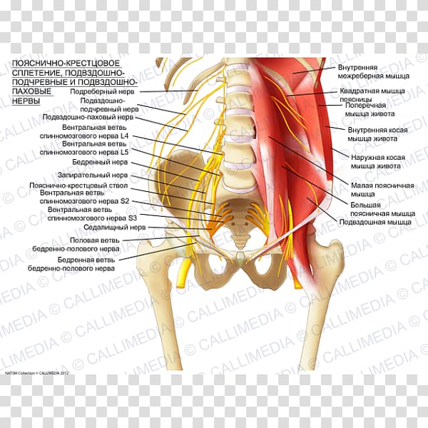 Sacral plexus Ilioinguinal nerve Lumbar plexus Iliohypogastric nerve, 360 Degrees transparent background PNG clipart