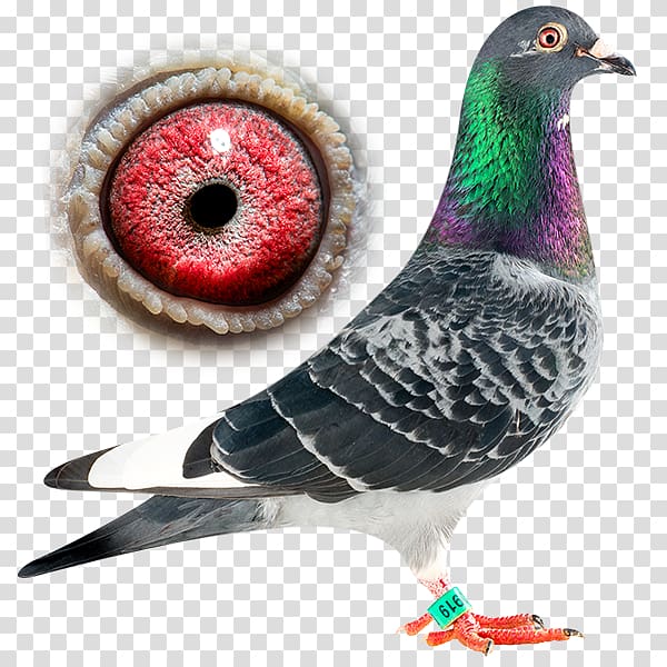 Batenburg Bird Columbidae Dream of No Other Family tree, usain bolt transparent background PNG clipart