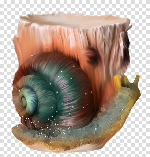 Snail Escargot Orthogastropoda, Snail transparent background PNG clipart
