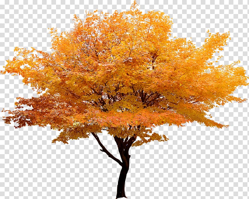 Red maple Japanese maple Tree Maple leaf, Yellow trees landscape Korea transparent background PNG clipart