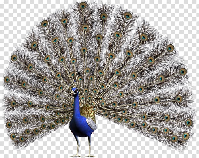 Bird Pavo Feather , Bird transparent background PNG clipart