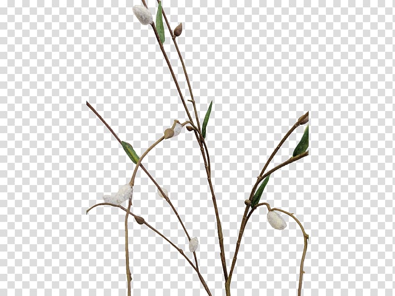Twig Grasses Cut flowers Plant stem Bud, potted Succulents transparent background PNG clipart