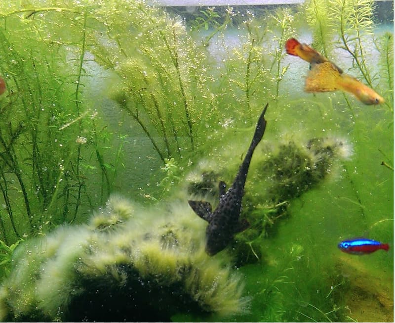 Koi Aquarium Goldfish Aquatic Plants, Aquarium transparent background PNG clipart