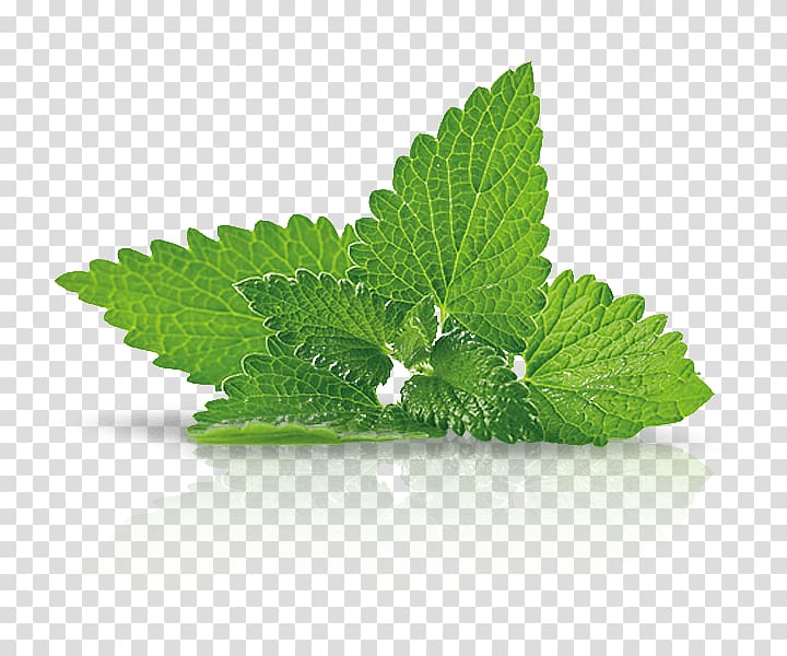 Herb Dietary supplement Vitamin Food Tea, tea transparent background PNG clipart