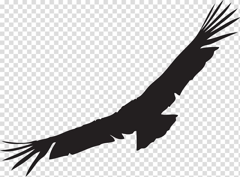 Bald Eagle California condor Silhouette Andean condor, Silhouette transparent background PNG clipart