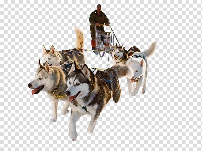 Siberian Husky Dog sled Sled dog Mushing, dogs transparent background PNG clipart