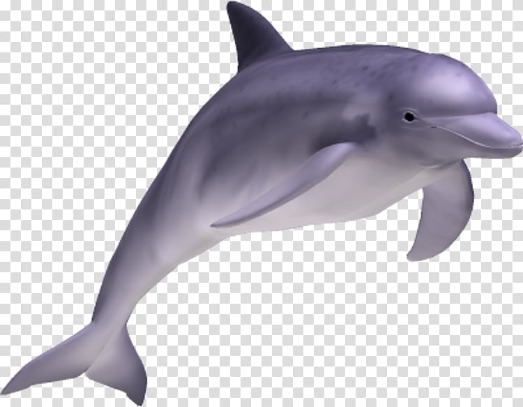 Striped dolphin Common bottlenose dolphin Short-beaked common dolphin Rough-toothed dolphin Tucuxi, dolphin transparent background PNG clipart