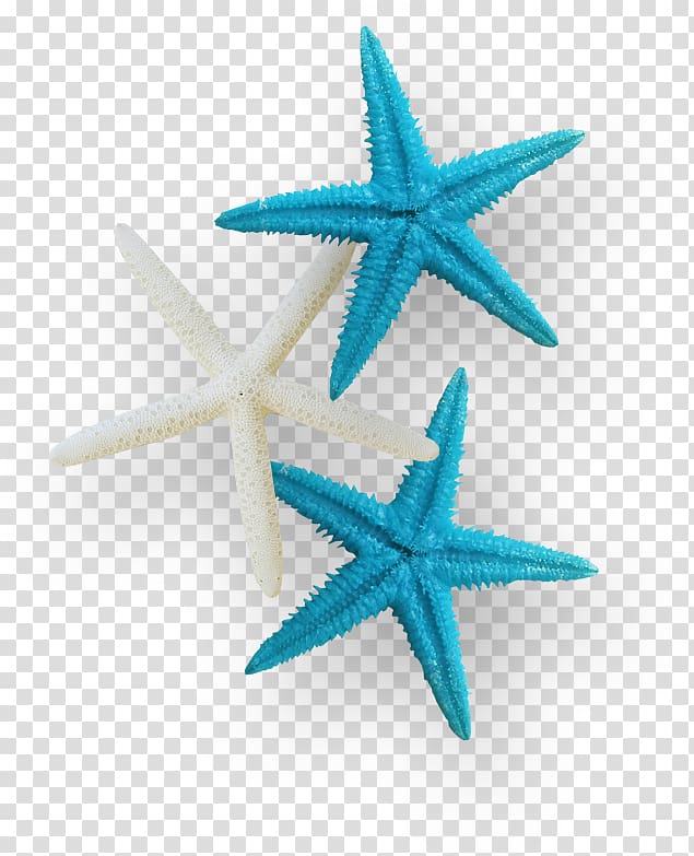 Starfish Sea , flowers texture transparent background PNG clipart