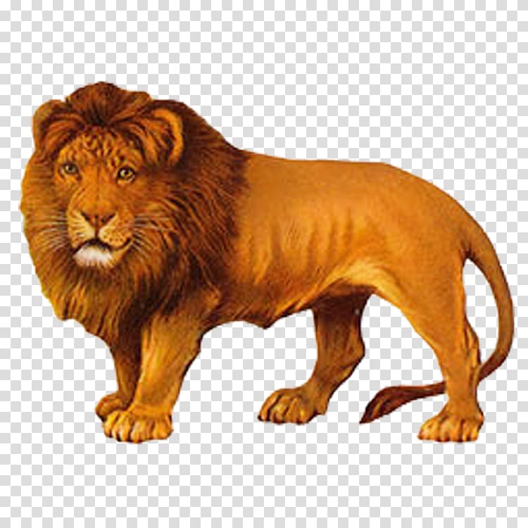 Lion transparent background PNG clipart | HiClipart