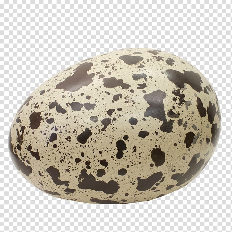 quail egg clip art