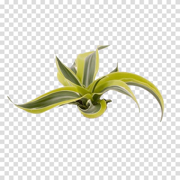 Dracaena fragrans Dragon tree Plant stem Embryophyta, Cataloge transparent background PNG clipart