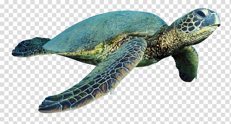 Green sea turtle Reptile, turtle transparent background PNG clipart