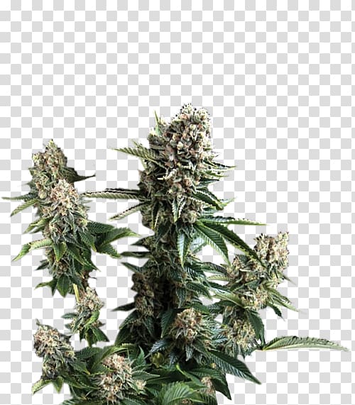 Cannabis White Widow Cultivar Seed Plant, cannabis transparent background PNG clipart