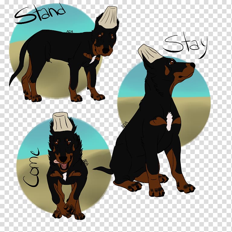 Ormskirk terrier Dobermann Miniature Pinscher Australian Kelpie German Pinscher, puppy ears transparent background PNG clipart