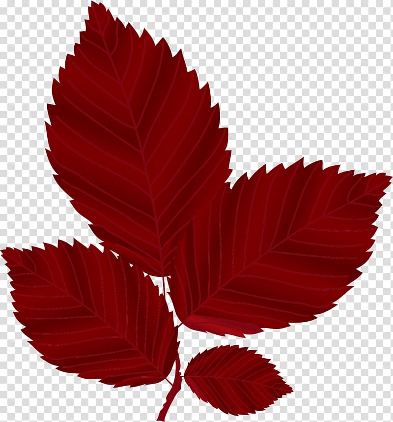 Red Leaf Autumn, Red Maple Leaves transparent background PNG clipart