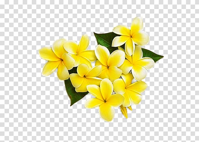 Yellow Cut flowers Frangipani Petal, Yellow egg flower transparent background PNG clipart