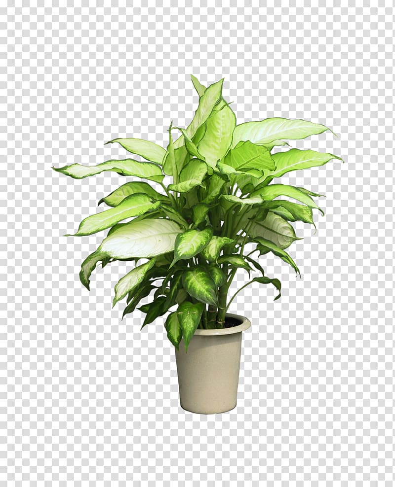 green-and-white leafed plant, Flowerpot Houseplant , Alice Queen pot transparent background PNG clipart