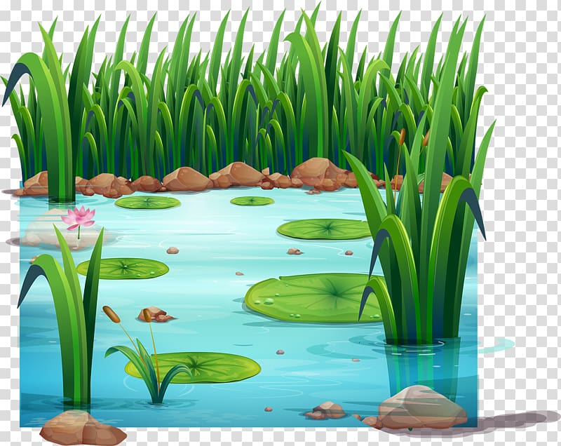 Frog Pond Drawing , frog transparent background PNG clipart