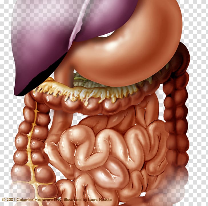 Abdomen Organ Human body Anatomy Stomach, abdomen anatomy transparent background PNG clipart