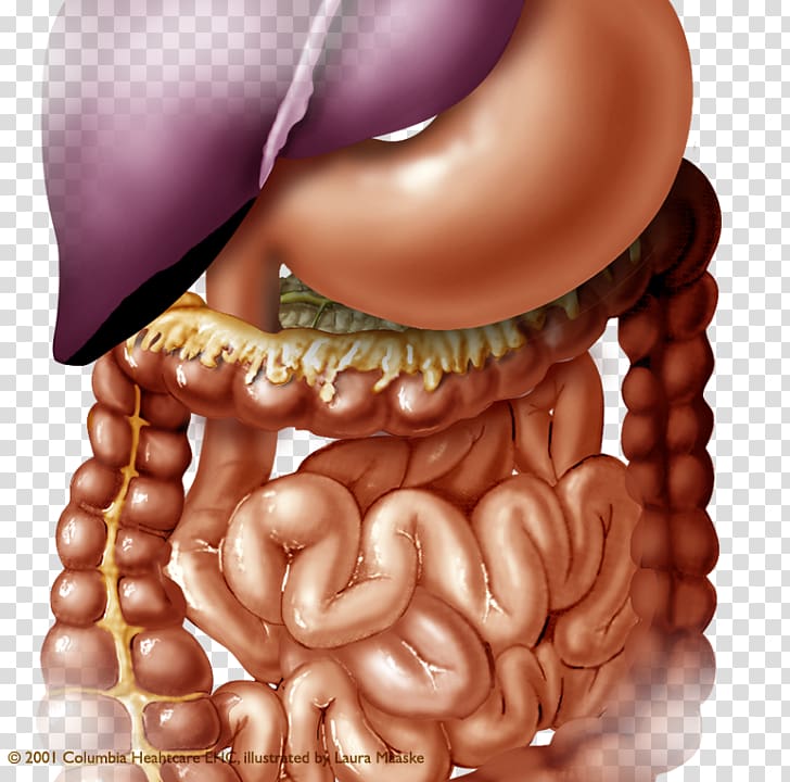 Anatomia y Fisiologia Carnet d'anatomie: Thorax, abdomen, pelvis Organ  Human anatomy, abdomen anatomy transparent background PNG clipart