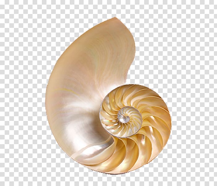 beige shell, Chambered nautilus Seashell Conchology Icon, Sea shells transparent background PNG clipart