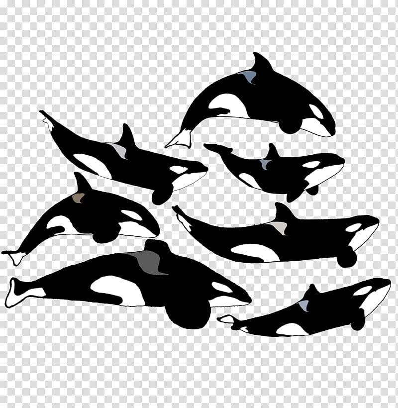 Dolphin SeaWorld Orlando Tilikum Katina Killer whale, tilikum killer whale transparent background PNG clipart