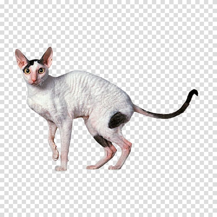 Cornish Rex Devon Rex Sphynx cat Ragdoll Abyssinian, Cute cat transparent background PNG clipart