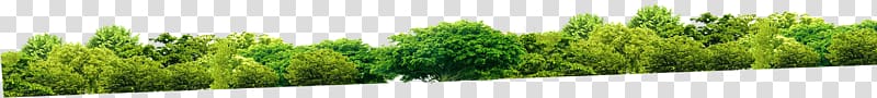 Vetiver Wheatgrass Commodity Plant Family, forest transparent background PNG clipart