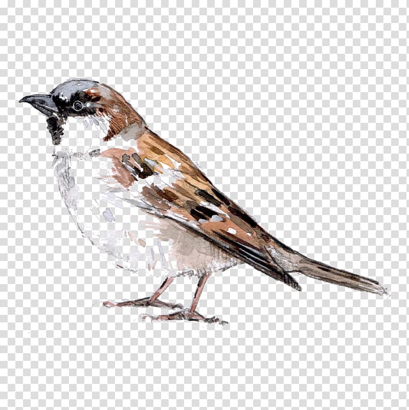 House sparrow Bird American Sparrows, sparrow transparent background PNG clipart