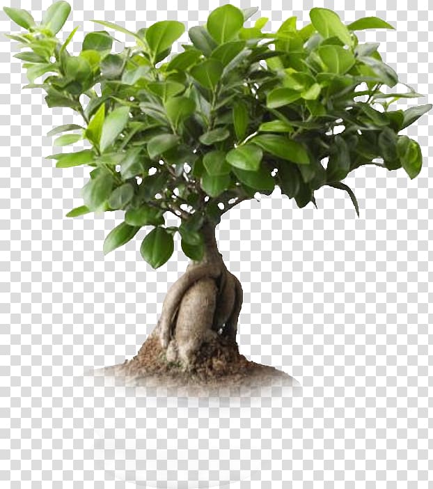 Saint Petersburg Ficus microcarpa Ficus retusa Weeping fig Bonsai, One plant transparent background PNG clipart