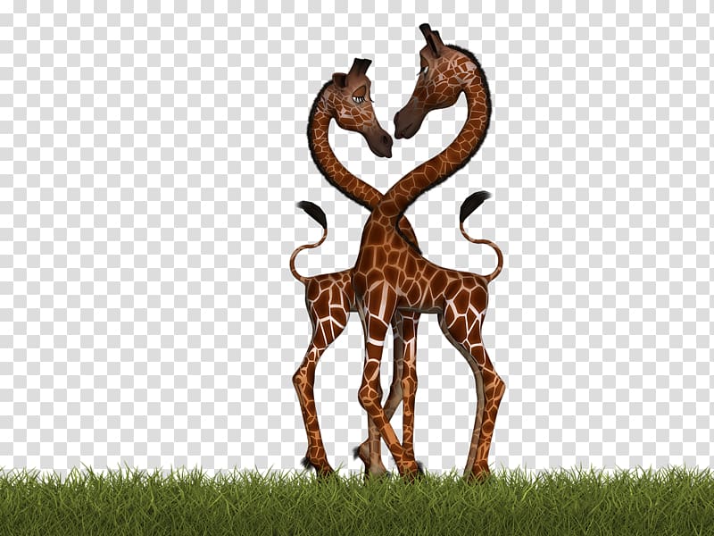 Northern giraffe Reticulated giraffe Bird South African giraffe , giraffe transparent background PNG clipart
