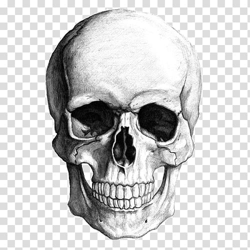 sketch skull transparent background PNG clipart
