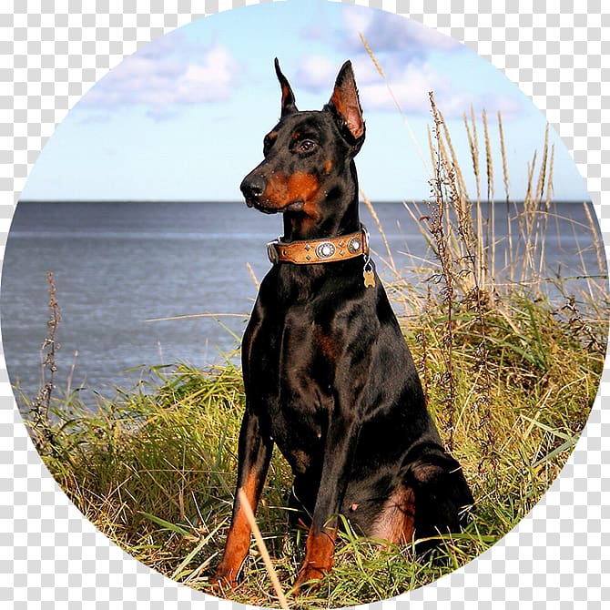 Dobermann Miniature Pinscher Desktop Computer, others transparent background PNG clipart