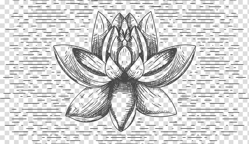 T-shirt Flower Nelumbo nucifera Black and white, Sketch Lotus transparent background PNG clipart