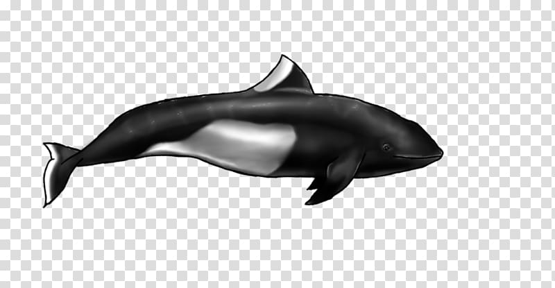 Common bottlenose dolphin Short-beaked common dolphin Tucuxi Rough-toothed dolphin Wholphin, dall transparent background PNG clipart